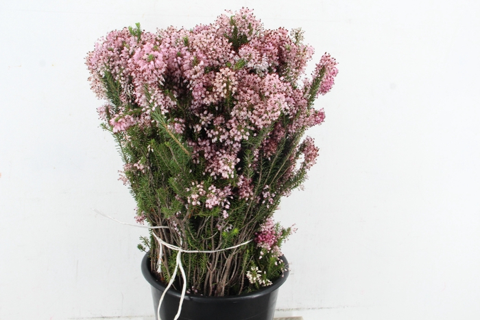 <h4>ERICA DOUBLE PINK 400GR</h4>
