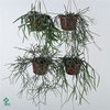 Rhipsalis burchellii mixed (Cites) 17Ø 25cm