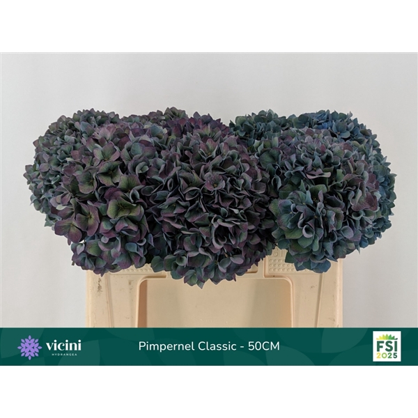 <h4>Hydr Pimpernel Classic 50 cm Vicini</h4>