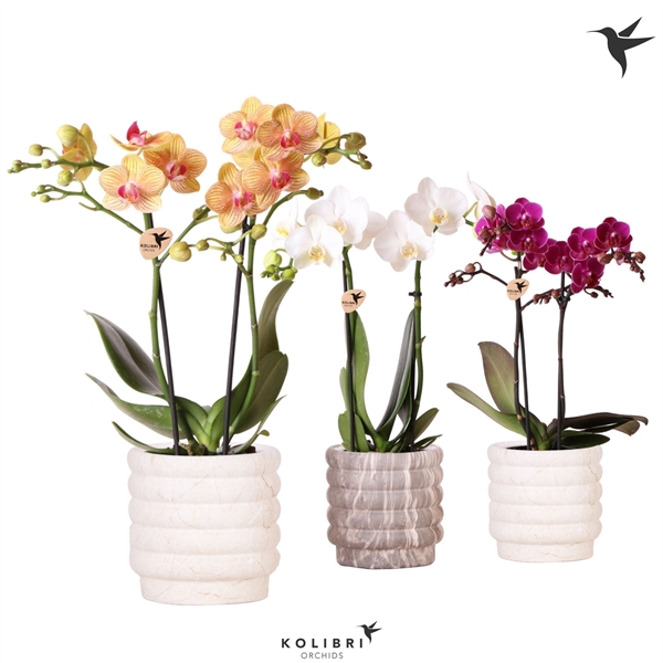 <h4>Phalaenopsis gemengd</h4>