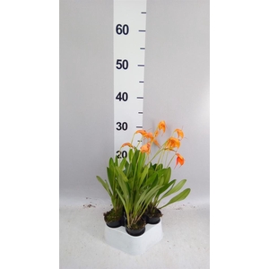 Orchideeen   ...