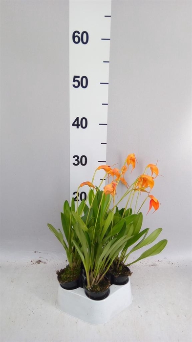 <h4>Orchideeen   ...</h4>