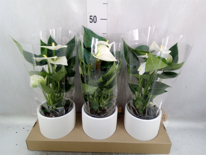 <h4>Anthurium  'Karma White'</h4>