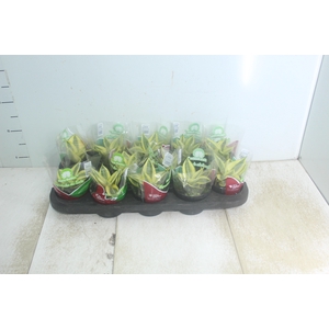 SANSEVIERIA GOLDEN HAHNII P11