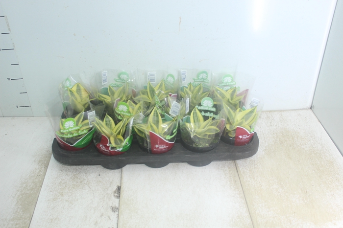 <h4>SANSEVIERIA GOLDEN HAHNII P11</h4>