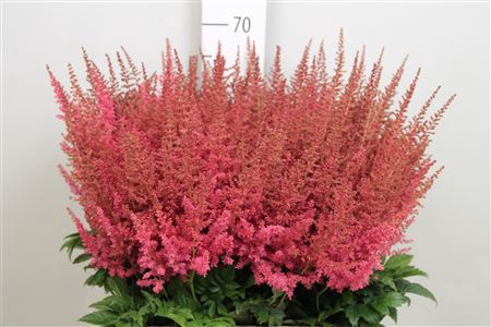 <h4>Astilbe arendsii 'Else Schluck'</h4>