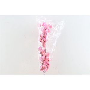 Dried Bougainvillea 55cm Pink Bunch