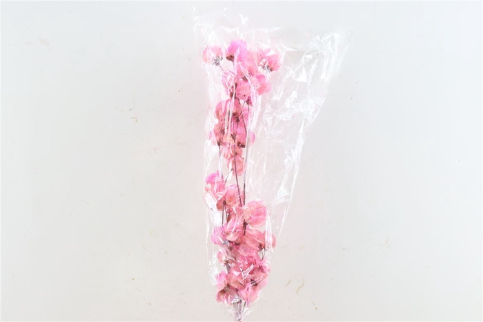 Dried Bougainvillea 55cm Pink Bunch