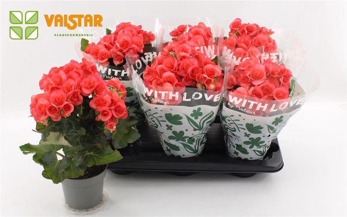 <h4>Begonia Du Roze</h4>