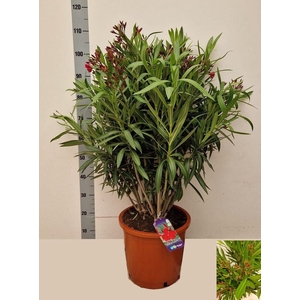 NERI OLEANDER