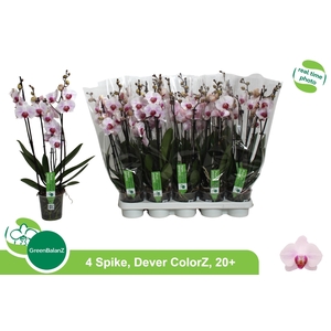 PHAL AN DENVER