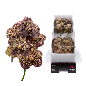 Vanda Ocelot Mocha X12