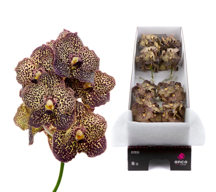 <h4>Vanda Ocelot Mocha X12</h4>