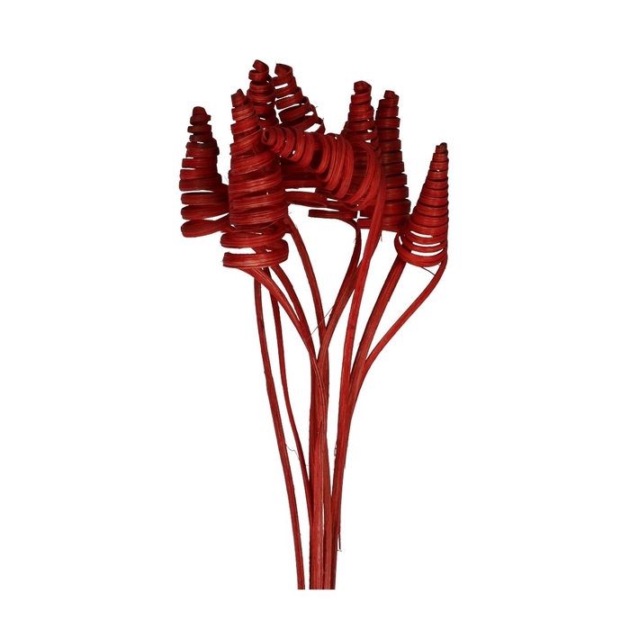 <h4>Sticks 50cm Cane Cone</h4>