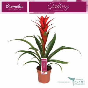 Guzmania Ostara