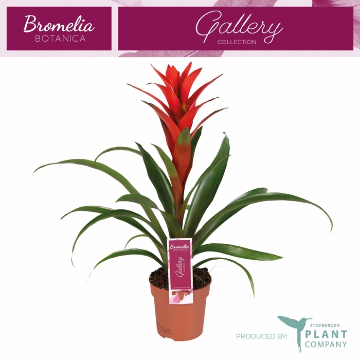 <h4>Guzmania Ostara</h4>