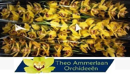 <h4>Nevada 80 x8</h4>