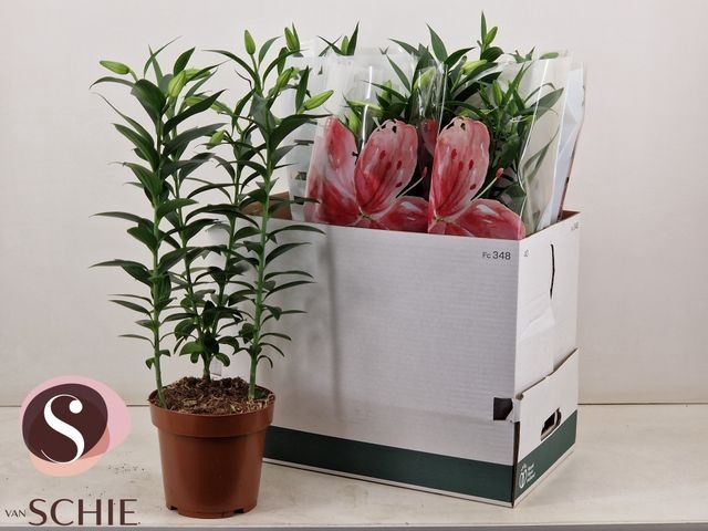 <h4>Lilium Ori. Grp Helvetia</h4>