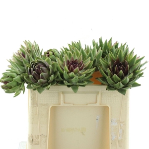 Cynara Sc Green Glob Rauw