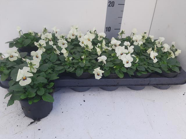 <h4>VIO CO TW WHITE+ EYE</h4>