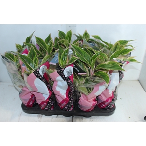AGLAONEMA PINK AURORA P12