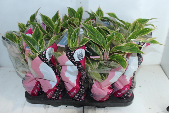 <h4>AGLAONEMA PINK AURORA P12</h4>