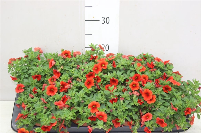<h4>Calibrachoa Orange 13cm</h4>