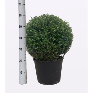 BUXU SEMPERVIRENS