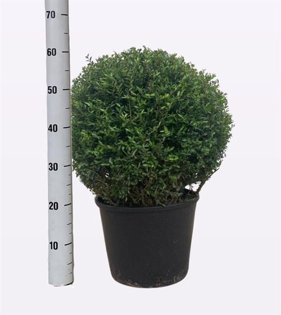 <h4>BUXU SEMPERVIRENS</h4>