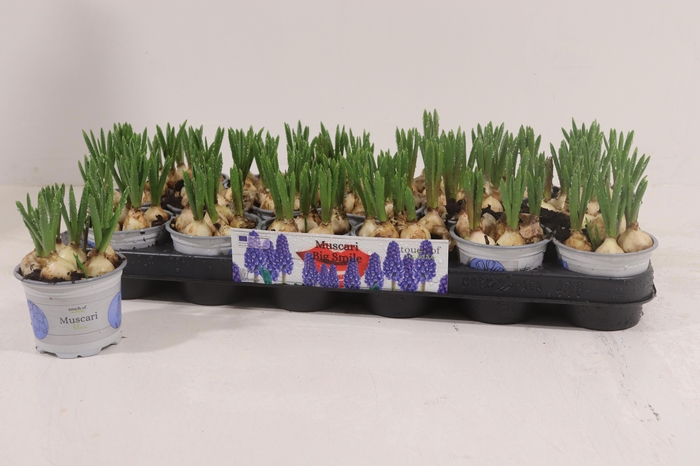 <h4>MUSCAR BIG SMILE</h4>