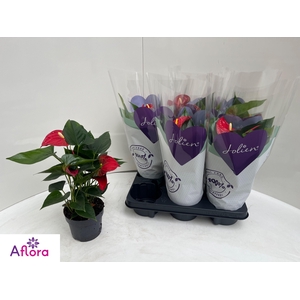 ANTHU AN BAMBINO RED