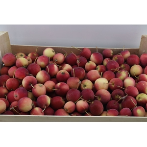 Sier Appels Red P Wdn Box