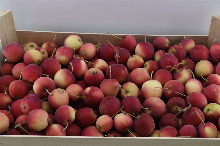 <h4>Sier Appels Red P Wdn Box</h4>