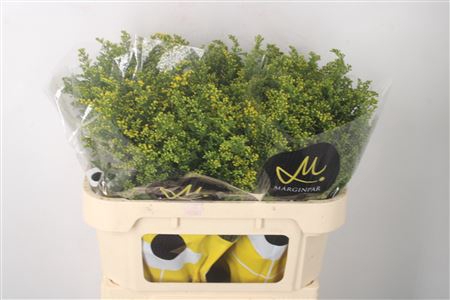 <h4>Solidago Carzan Glory</h4>