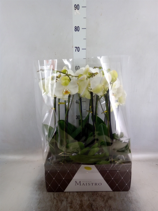 <h4>Phalaenopsis   ...white</h4>