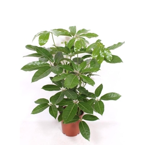 Schefflera actinophylla 'Amate'
