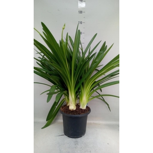 Agapanthus  'Big Blue'