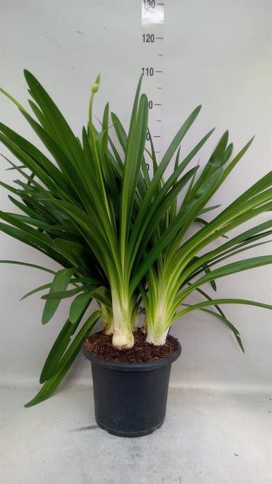 <h4>Agapanthus  'Big Blue'</h4>