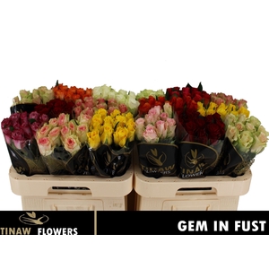 R GR GEM IN FUST