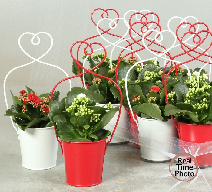 <h4>ARR KAMERPL</h4>