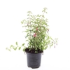 Fuchsia magellanica Riccartonii