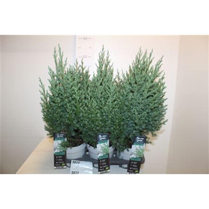 Juni Ch Stricta