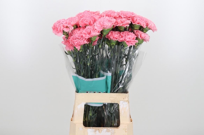 <h4>Di St Corvette</h4>