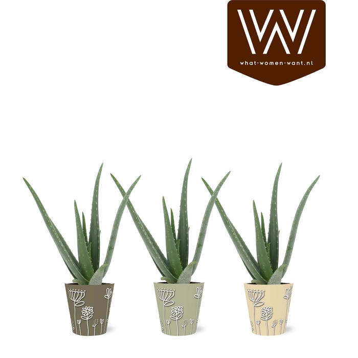 <h4>ALOE VERA</h4>