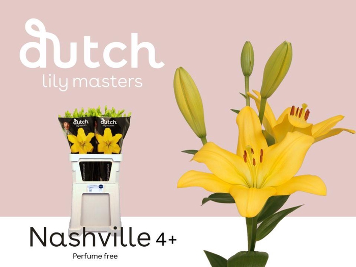 <h4>LI LA NASHVILLE 4+</h4>