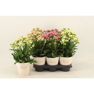 Kalanchoe