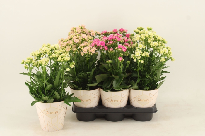 Kalanchoe