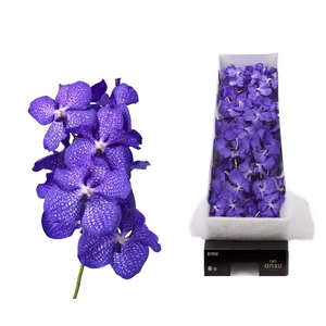Vanda  'Kanchana Magic Blue'