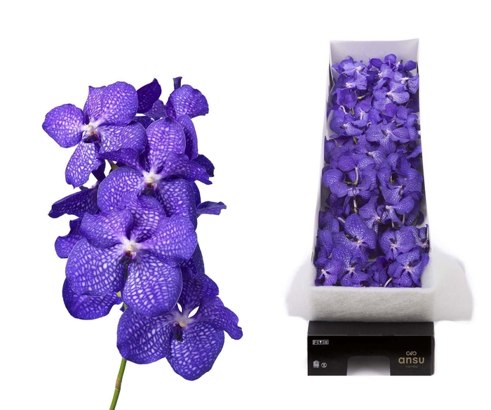 <h4>Vanda  'Kanchana Magic Blue'</h4>