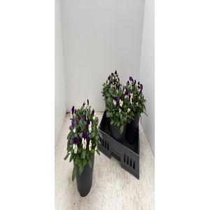 VIO CO EM PURPL FACE